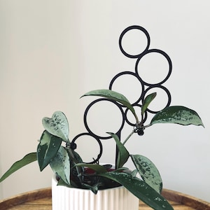 Könnte beinhalten: Eine Pflanze mit silbernen Blättern in einem weißen Keramiktopf mit einer schwarzen Metall-Kreis-Pflanzenstütze.