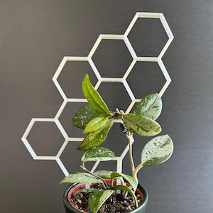 Puede incluir: Una planta en maceta con hojas verdes abigarradas y un enrejado hexagonal blanco sobre un fondo oscuro. La planta está en una maceta verde oscuro con un borde rojo. El enrejado es de plástico blanco.