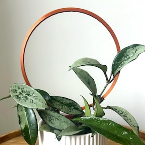 Enrejado minimalista en forma de aro, soporte para plantas de interior, regalo para amantes de las plantas