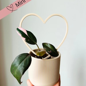 May include: A small pink and green plant in a cream-coloured pot with a heart-shaped wire frame around it. The pot has a ribbed texture. The text "Mini Size" is written in pink on a white background.