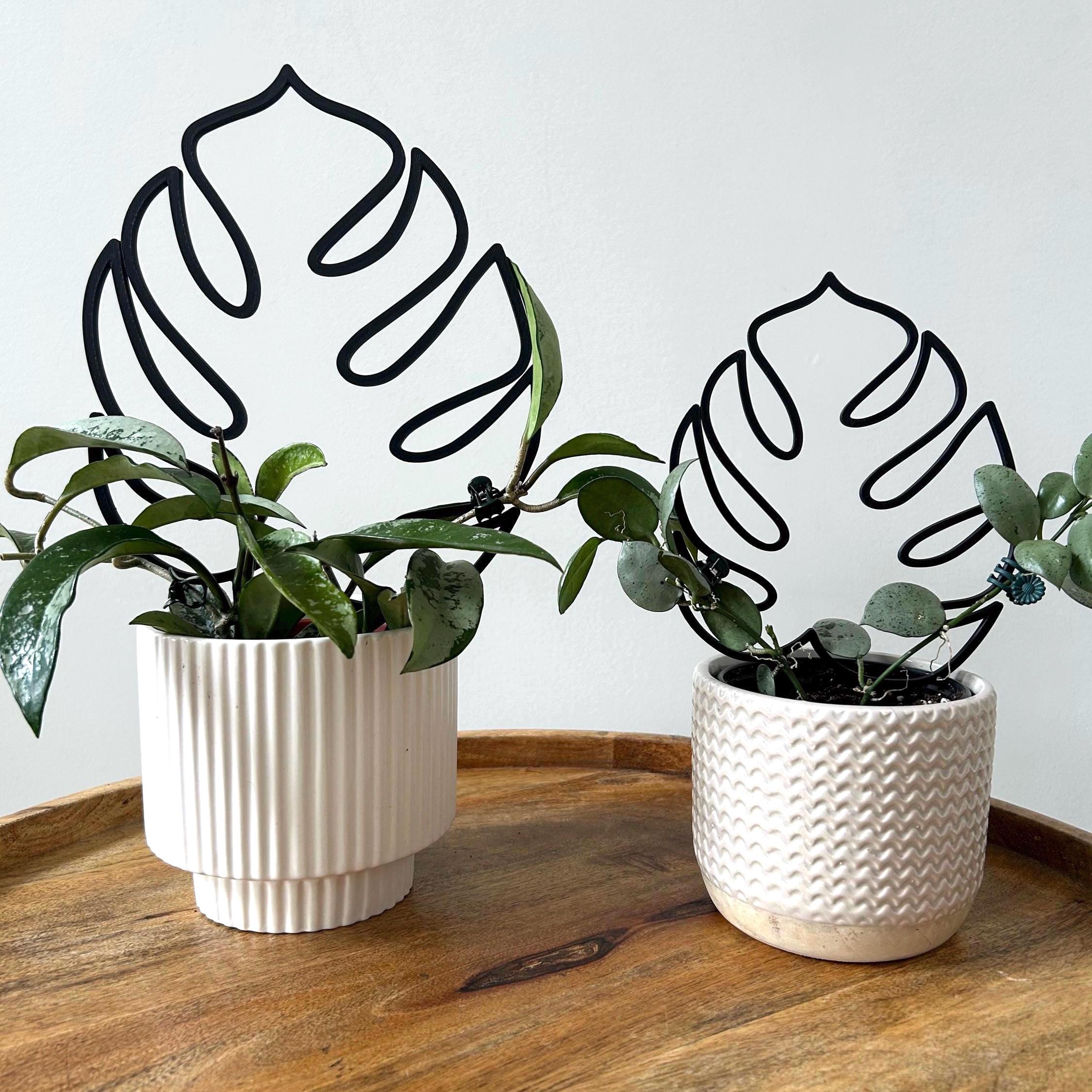 Cheese Plant Poles - Etsy