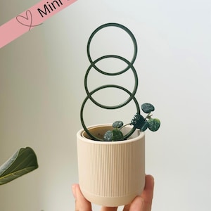 Könnte beinhalten: Ein kleiner, beigefarbener, geriffelter Pflanzentopf mit einem dunkelgrünen Pflanzenrankgitter. Der Topf enthält eine kleine Pflanze mit grünen, runden Blättern. Der Text "Mini Size" befindet sich auf einem rosa Banner oben links.