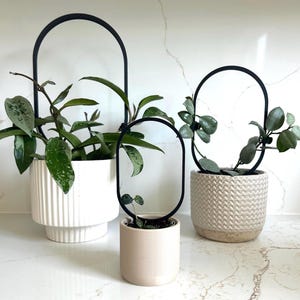 Op de afbeelding: Drie potplanten met zwarte metalen hoepels ter ondersteuning. De planten staan in witte en beige potten met een textuur. De planten hebben groene bladeren en groeien omhoog langs de hoepels.