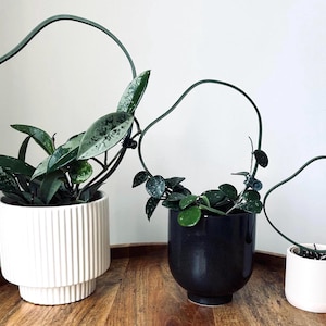 May include: Three potted plants with green leaves growing on wire hoops. The plants are in white, black, and white pots. The pots are on a wooden surface.