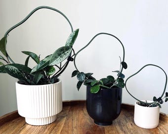 May include: Three potted plants with green leaves growing on wire hoops. The plants are in white, black, and white pots. The pots are on a wooden surface.