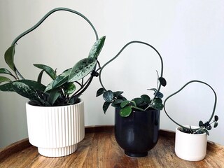 Traliccio Per Piante Rampicanti Da Interno - Set Da 4 In Metallo Oro, Forme Diverse, Con 50 Legacci, Mini Supporto Per Vasi, Per Hoya, Pothos, Edera