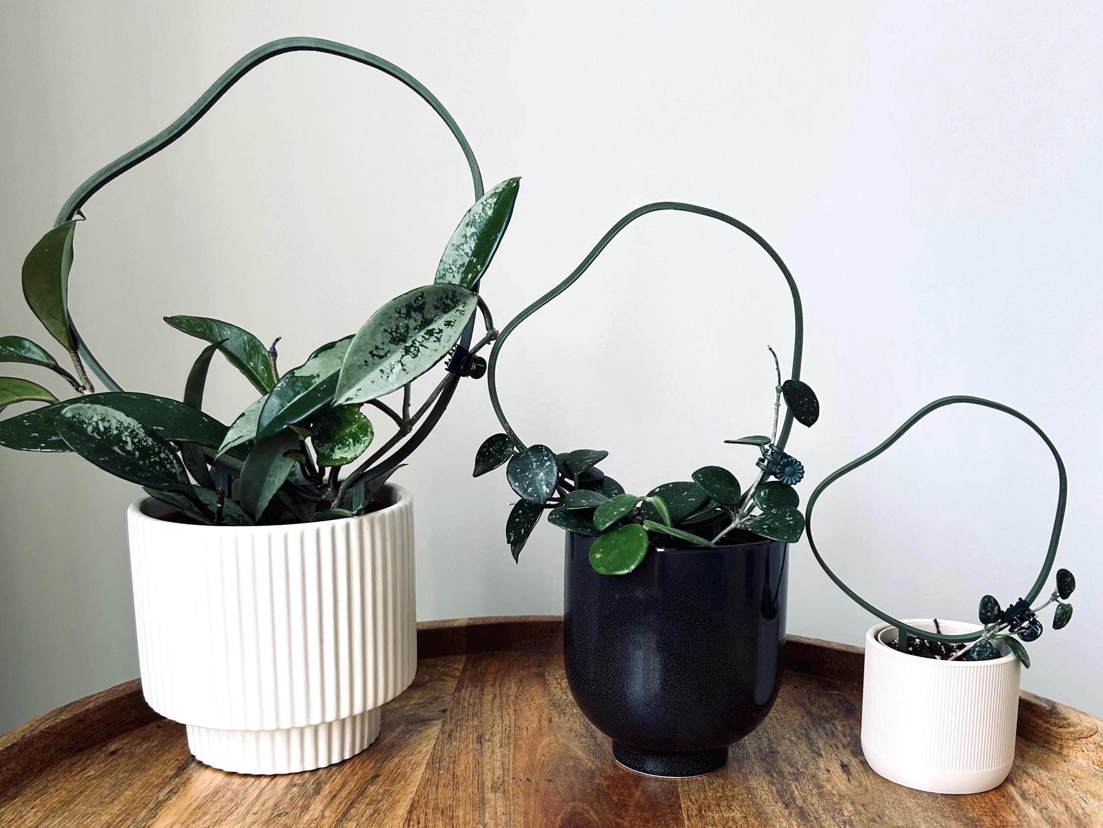 Traliccio Per Piante Rampicanti Da Interno - Set Da 4 In Metallo Oro, Forme Diverse, Con 50 Legacci, Mini Supporto Per Vasi, Per Hoya, Pothos, Edera
