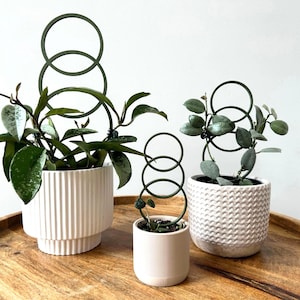 Circle Plant Trellis, Hoya Support, Modern Indoor Garden Stake