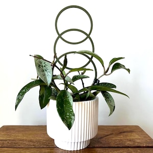 Hoop Trellis for Climbing Plants, Modern Plant Stake, Hoya Vine Support