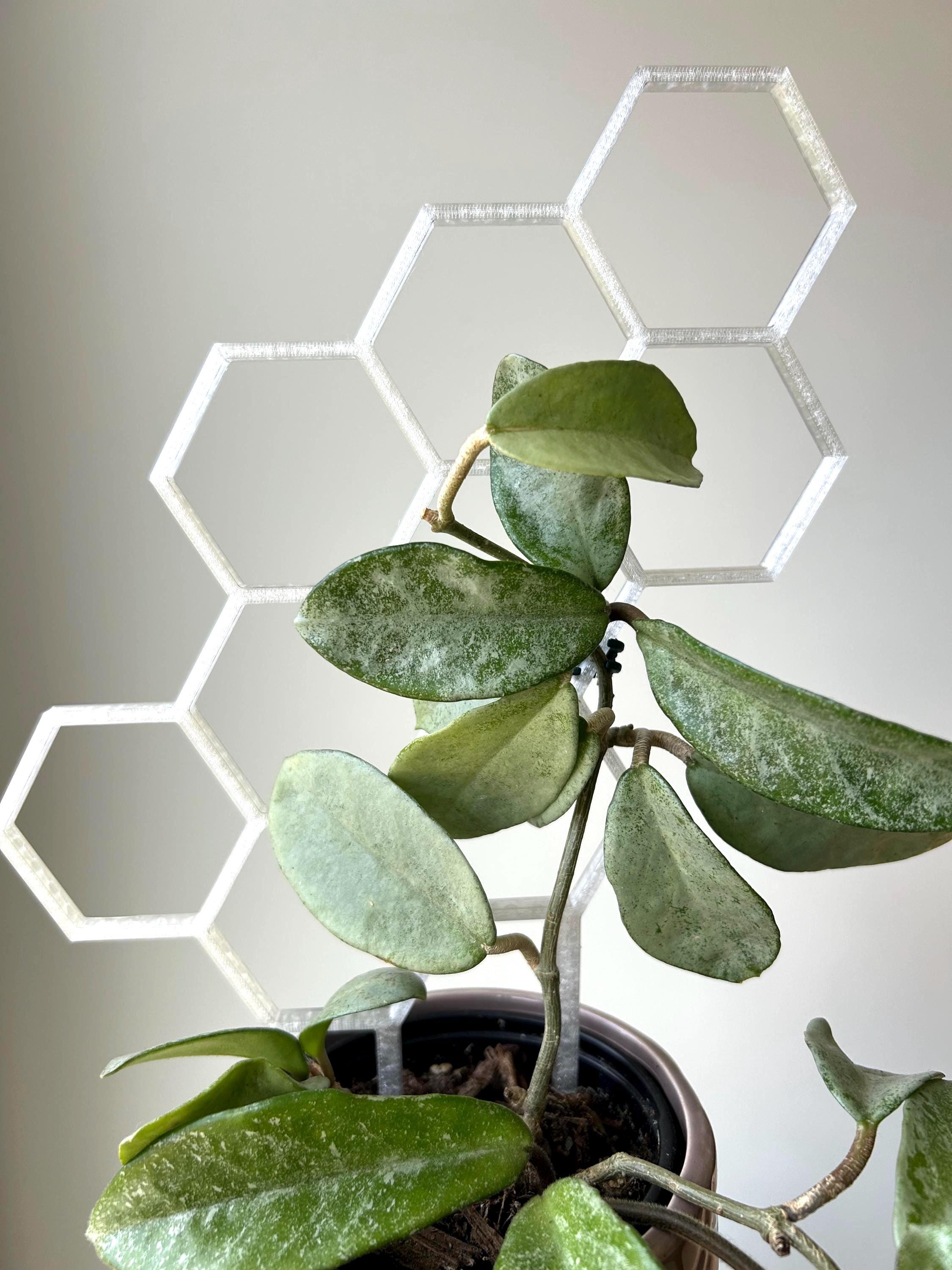 Semi-clear Honeycomb Trellis for Houseplant, Transluscent