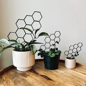 buy a zz plant ZZ Plant, 14