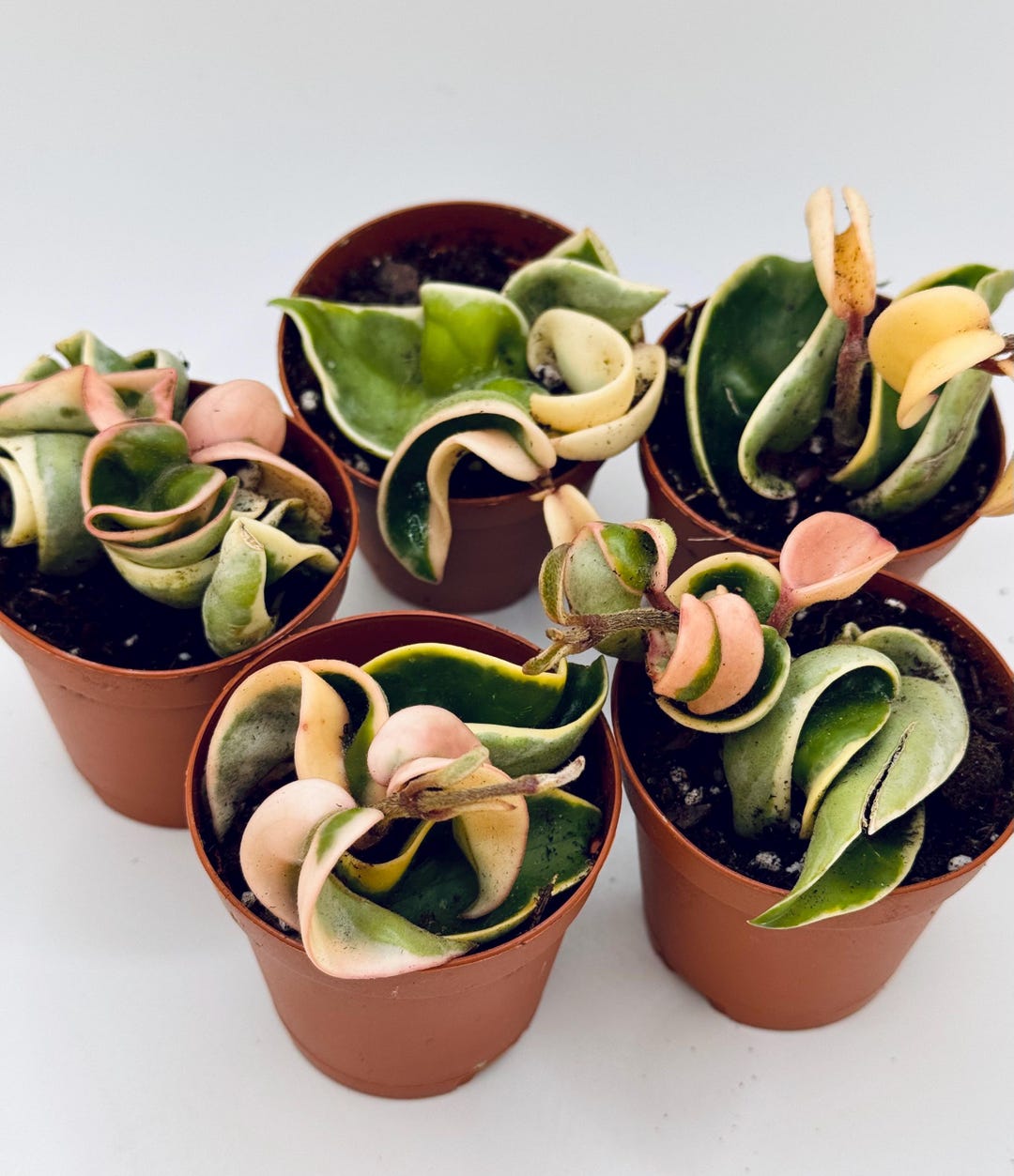 2” Variegated Hoya Hindu Rope Plant: Hoya Carnosa Variegata Trailing ...