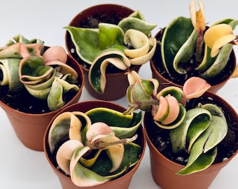 Variegated Hoya Hindu Rope 2” starter: Hoya compacta Trailing Succulent, Pet-Safe plant