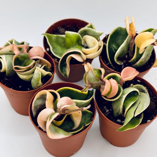 2” Variegated Hoya Hindu Rope Plant: hoya carnosa variegata Trailing Succulent, Pet-Safe Starter