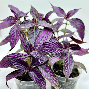 Persian Shield | Strobilanthes Dyerianus | Royal purple plant | houseplant | live plant | rare houseplant | starter | 2 inch | 4 inch |