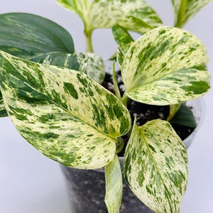 Marble Queen Pothos | Snow Queen Pothos | Houseplant | Variegated |Easy care | live plant | indoor plant | 3 inch | 4 inch |Epipremnum |