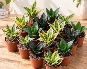 May include: A collection of small snake plants in individual brown plastic pots, featuring variegated green and yellow leaves or solid dark green leaves. The text "Beginner Friendly" is displayed in black script above the plants.