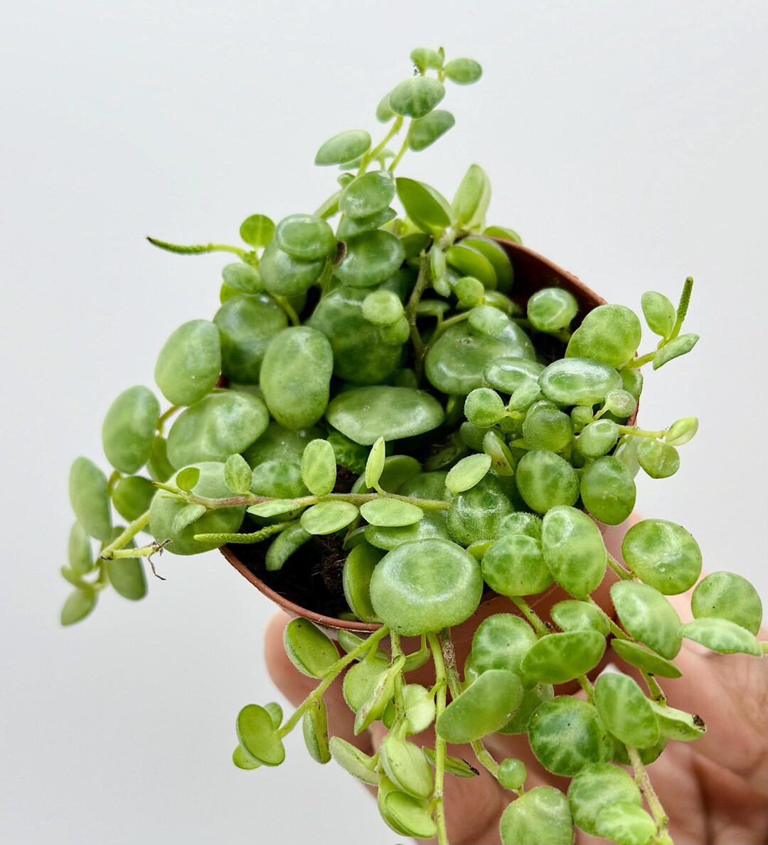 Vining Turtle String of Turtles Peperomia Prostrata: Easy Care Vining Houseplant - Etsy