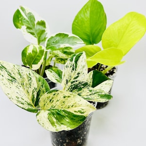 Pothos Trio- combo | Marble Queen Pothos | Neon pothos | Njoy pothos |Easy care | live plant | indoor plant | 3 inch | 4 inch |