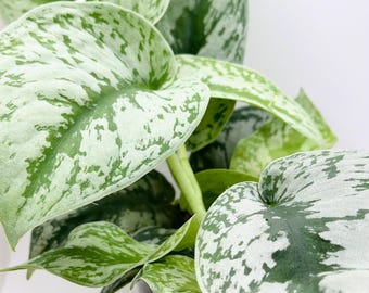 May include: Close-up of a Scindapsus pictus plant, also known as Satin Pothos. The plant features large, heart-shaped leaves with a mix of green and silver variegation. The leaves have a satin-like texture. The plant is in a clear plastic pot.