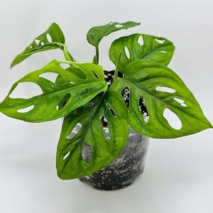 Monstera adansonii | Houseplant | rare plant |Easy care | live plant | indoor plant | 3 inch | 4 inch | fast growing | Swiss cheese plant
