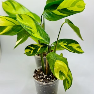 Ctenanthe Golden Mosaic | Calathea Pilosa | Ctenanthe Lubbersiana |  Houseplant |easy Care | Live Plant | Indoor Plant | 3 Inch | Tropical | -  Etsy