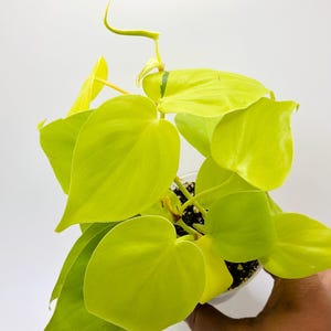 May include: A vibrant, heart-shaped leaf plant with bright chartreuse foliage. The plant is potted in a clear plastic container, showcasing the dark soil. The leaves are smooth and glossy, with a few stems reaching upwards. The background is a clean white.