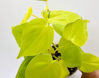 3.5" Lemon Top Pothos Rooted Starter . - Etsy