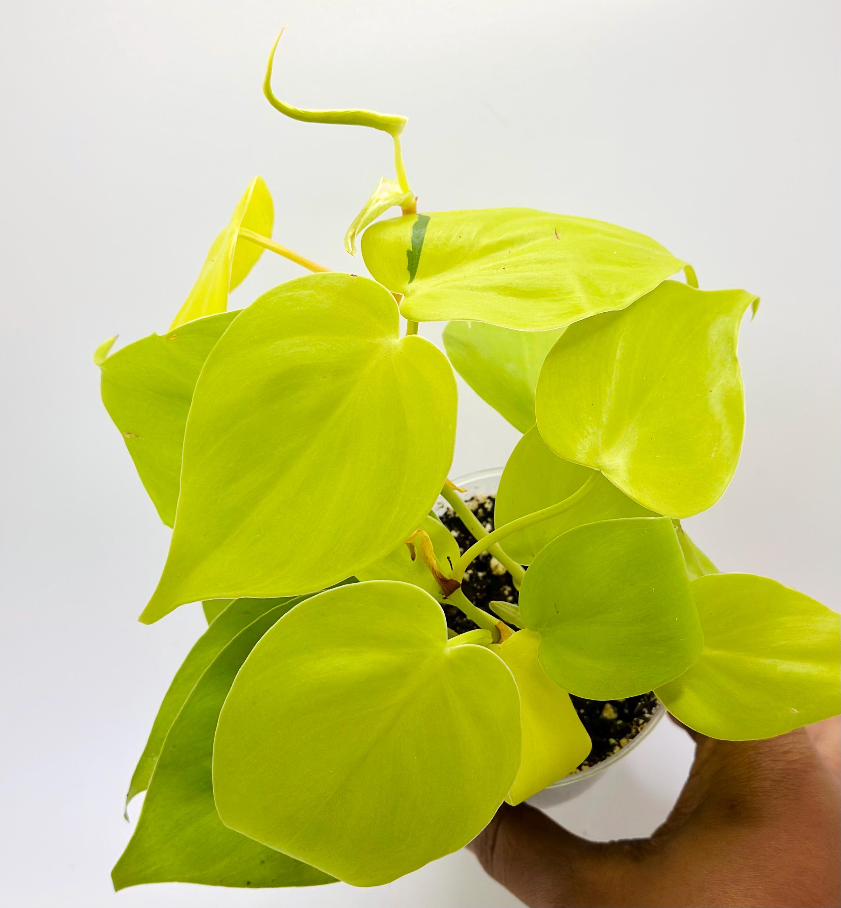 Lemon Lime Philodendron Plant | Trailing Houseplant (3"/4" Pot) - Etsy