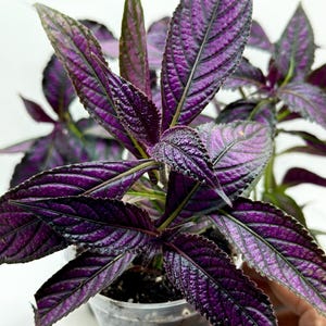 May include: Close-up of a Persian Shield plant in a clear plastic pot. The plant features large, textured leaves with a vibrant purple hue, accented by dark green veins and edges. The leaves have a glossy appearance, and the plant is set against a white background.