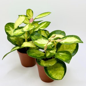 Hoya Australis ‘Lisa’ | Houseplant | Hoya Variegated |Easy care | live plant | indoor plant | 2 inch pot with 2 plants | Hoya Lisa |
