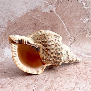 May include: A large, textured sea shell with a spiral shape, featuring a mottled brown and tan exterior with a rough, bumpy surface. The wide, open aperture reveals a smooth, pale peach-coloured interior with distinct, dark brown ridged markings.