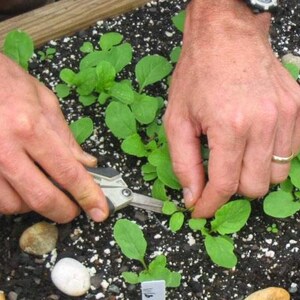 Arugula Seeds