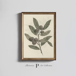 Vintage Botanical neutral Print | Antique Country flower Watercolor, Still Life printable wall art, digital download | PhotonicaDesign B2