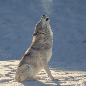 Wolf howling