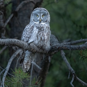 A great grey owl hunting