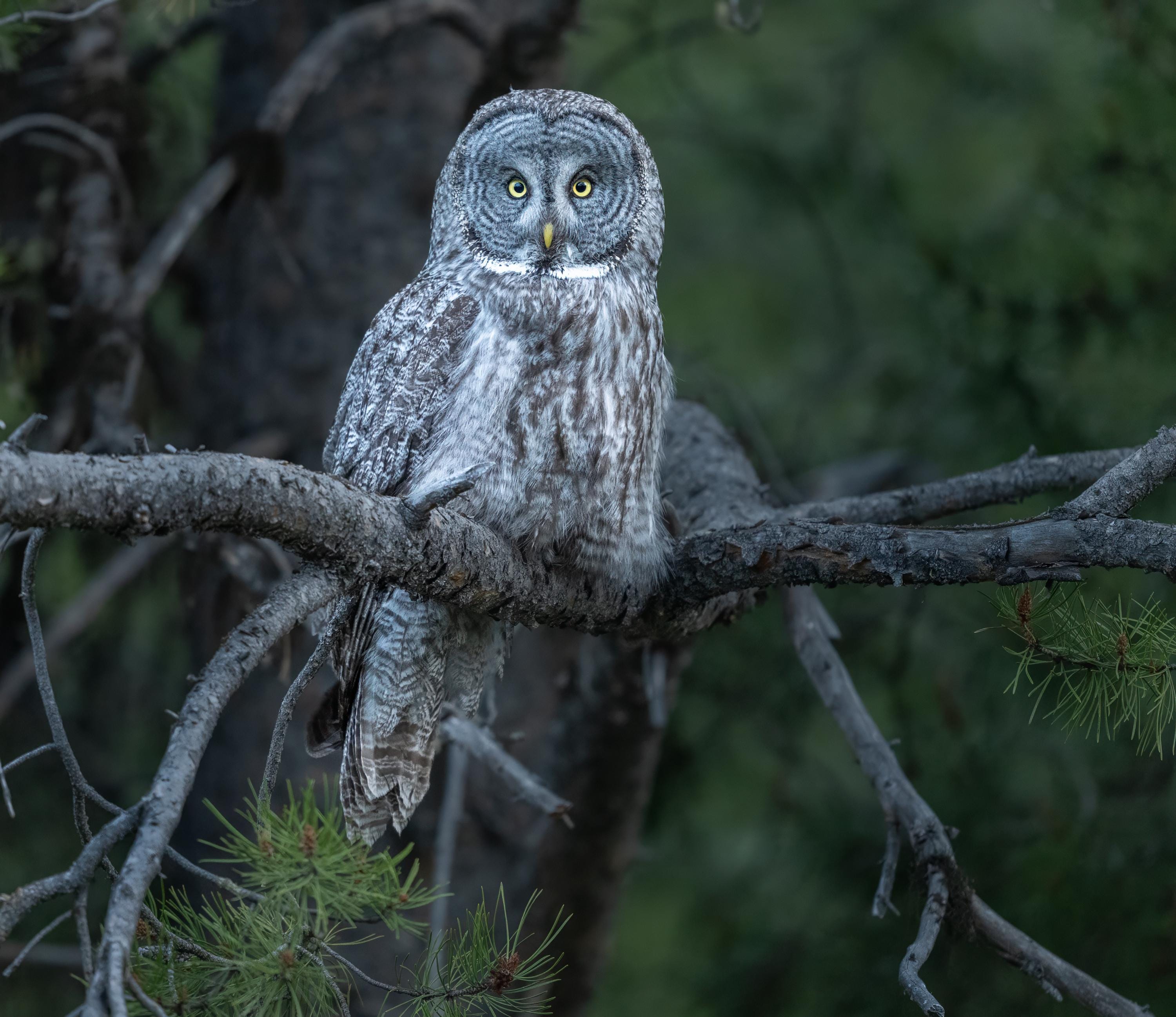 A great grey owl hunting