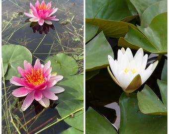 1 Pink OR 1 White Water Lily Water Garden/Bog/Pond Plants