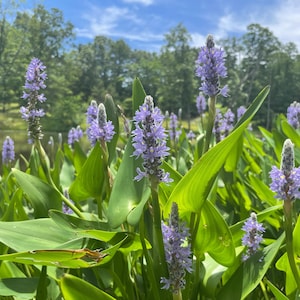 May include: A close-up of a patch of purple pickerelweed flowers growing in a pond. The flowers are in bloom and the leaves are green.