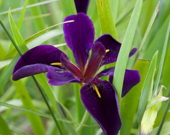 Water Iris BUNDLE- 4 Yellow Water Irises (Iris Pseudacorus) AND 4 Black Gamecock Louisiana Water Irises Water Garden/Pond/Bog Plants