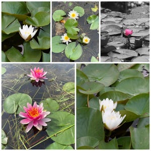 May include: A collage of images featuring water lilies in various shades of pink and white, blooming in a pond with green lily pads. Some of the lilies are in full bloom, while others are in bud.