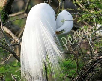 Egret in Nest with Babies