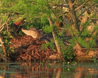 Alligator Photo on Nest in Swamp