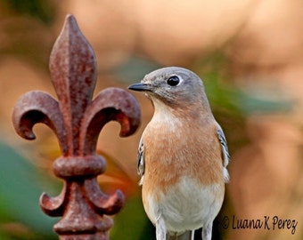 Bluebird Photography - Fleur de lis