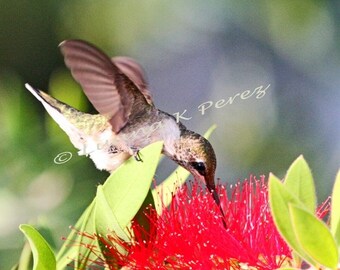 Hummingbird's Breakfast