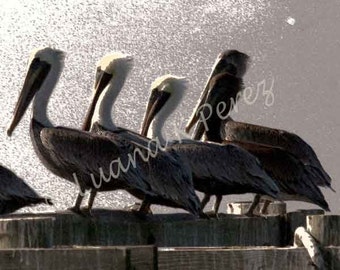 Pelican Photo Artistic on Pier in Louisiana