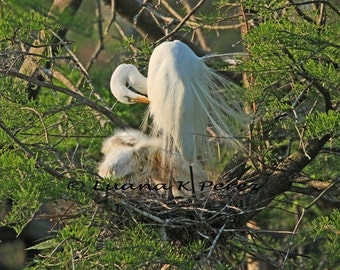 Egret Bird in Nest with Babies