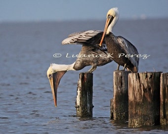 Pelicans Photography,  Is the oil gone