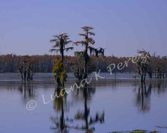 Louisiana Photo - Blue Bayou