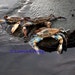 see more listings in the Crab Photos section